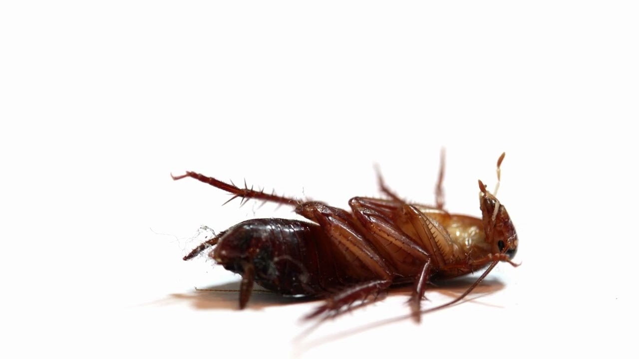 Amestecarea zahărului cu bicarbonatul de sodiu: la ce servește și de ce este recomandată pentru combaterea dăunătorilor casnici.