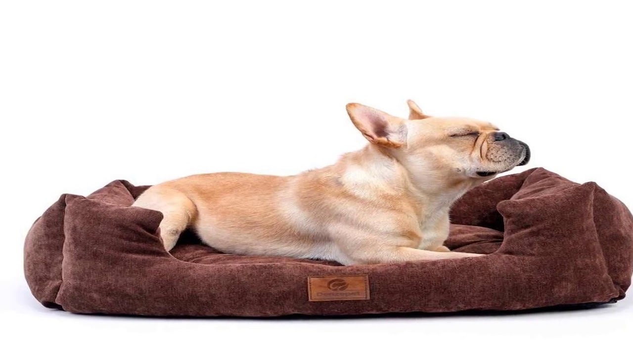 Puneți o sticlă înghețată pe patul câinelui: de ce este recomandat