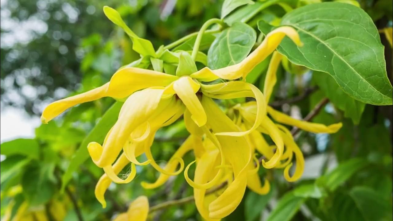 Un copac care umple orice spațiu cu parfumul său și surprinde prin florile sale în formă de stele.