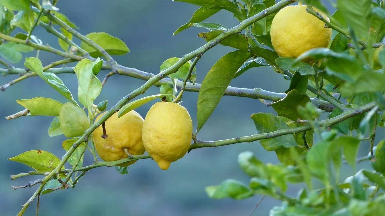 Lămâiul: de ce se recomandă să presărați solul cu nucă de cocos rasă și care sunt avantajele acesteia.